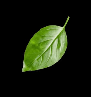 basil leaf