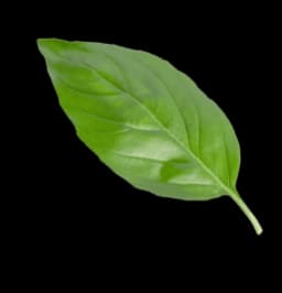 basil leaf